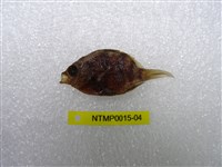 藏品(條紋豆娘魚)的圖片